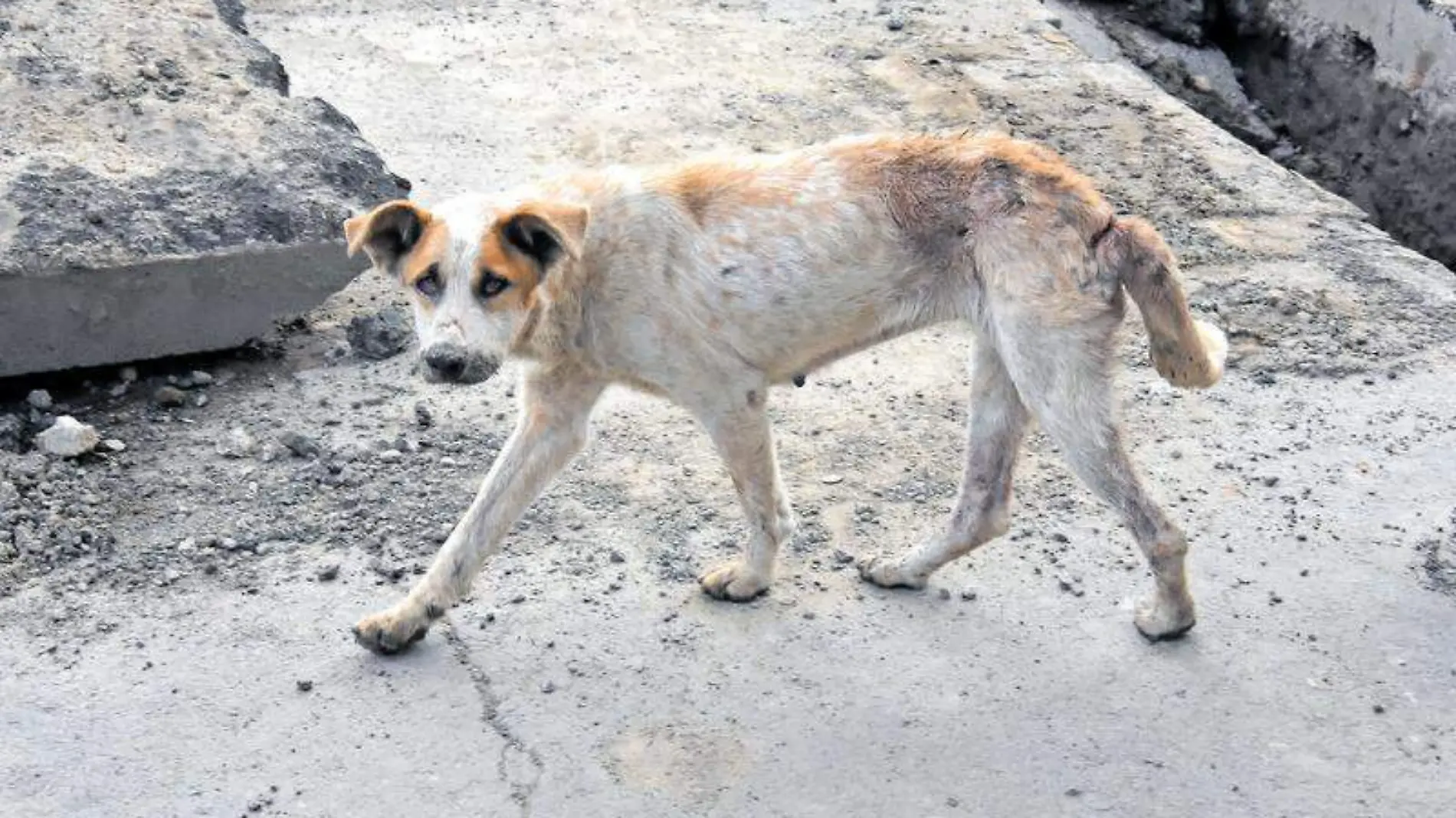 zoonosis perro 1